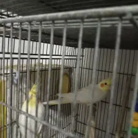 تعدادی عروس هلندی و طوطی برزیلی زیبا و آموزش دیده|پرنده|شهریار, شهرک وائین|دیوار