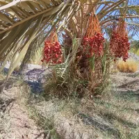 جنگ درخت مضافتی محلی اصلی
