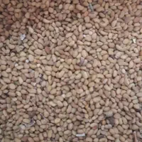 بذر قره یونجه