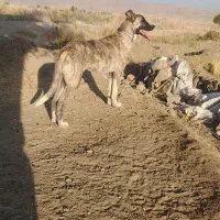سگ نگهبان