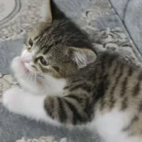 بچه گربه خانگی دو ماهه
