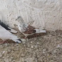 گرگی نر|پرنده|نورآباد, |دیوار