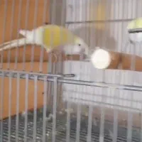 فروشی|پرنده|پیشوا, |دیوار