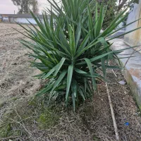 فروش درخت یوکا وبنسای