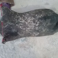 مشک|عمدهفروشی|کوهنانی, |دیوار