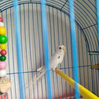 مرغ عشق همراه قفس