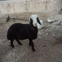 کاور بران بره نر