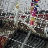 عروس هلندی گل باقالی نر همراه با قفس|پرنده|کرمان, |دیوار