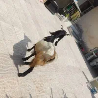 دورگ بز