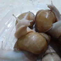 سیزده تا حلزون سوپر مولد آچاتینا آچاتینا
