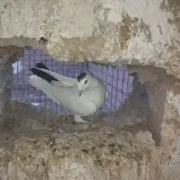 کفتر نقش