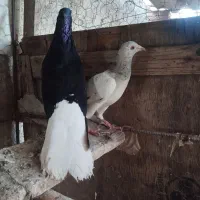 کفتر فروشی