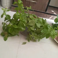 گل گهواره موسی و گل ناز|گل و گیاه طبیعی|قم, انسجام|دیوار