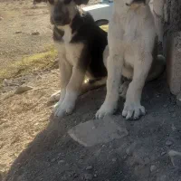 دوتا توله نر سرابی اصل|سگ|ماهنشان, |دیوار