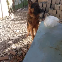 ژرمن شولاین موبلند سن یک سال ونیم .شیب   استاندار.