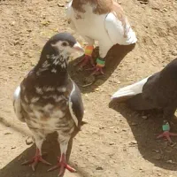 کبوتر شهری و بهبهونی