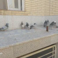 کبوتر اصفهانی اصیل|پرنده|اصفهان, سرشبادران|دیوار