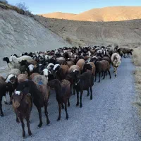 بره ماده شیشک|حیوانات مزرعه|زاغه, |دیوار