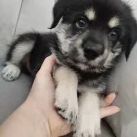 فروش سگ|سگ|تهران, شهرک ولیعصر جنوبی|دیوار