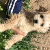 توله سه ماهه