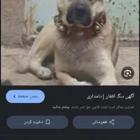 توله پیدا شده