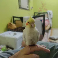 عروس هلندی گمشده