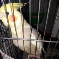 یک جفت عروس هلندی سالم