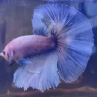 ماهی فایتر هافمون|ماهی|تهران, عباسآباد|دیوار