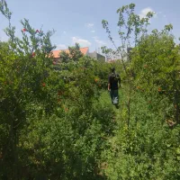 فروش-باغ-2000-متری-فین-بزرگ-دقیقا-پشته-شازده-هادی