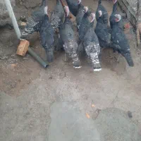 بوقلمون ماده