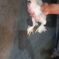 جوجه ی برهما 250