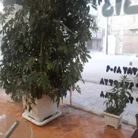 اجاره آپارتمان