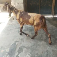 یک عدد بز