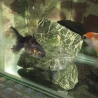 آگواریوم با وسایل|ماهی|بانه, |دیوار