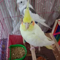 فروش عروس هلندی