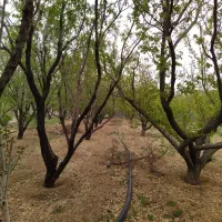 باغ-شهری-باغچه-خونه-باغ