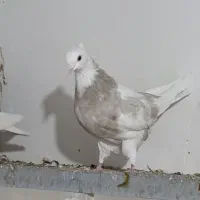 ۲جفت کفتر طوقی الماسی با ۵تا تکی|پرنده|یزد, |دیوار