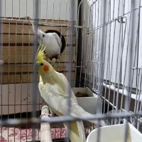 عروس هلندی|پرنده|رباط‌کریم, مسکن مهر آبشناسان|دیوار