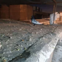 بهبونی|لوازم جانبی حیوانات|شیراز, کوشک میدان|دیوار