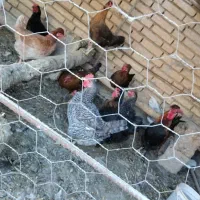 پنج مرغ محلی تخم گذار و دو خروس|حیوانات مزرعه|شوشتر, |دیوار