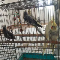 عروس هلندی