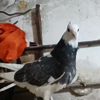 پرشی|پرنده|سبزوار, کلاته سیفر|دیوار