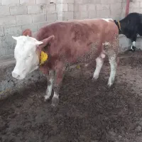 جوانه برای داشتی|حیوانات مزرعه|گنبد کاووس, |دیوار