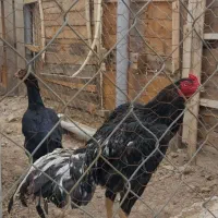 تخم نطفه دار لاری