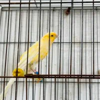 قناری  نررسمی بلند