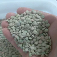 عدس|خوردنی و آشامیدنی|بزینه رود, |دیوار