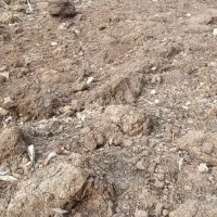 کود گاوی و گوسفند کهنه رایگان
