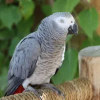 خریدوفروش کاسکو شاه طوطی کاکادو راهب