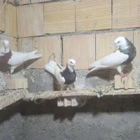 پرنده رنگی|پرنده|اهواز, کوی علوی|دیوار