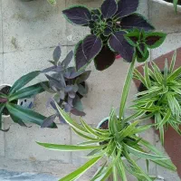 گل طبیعی|گل و گیاه طبیعی|کرمانشاه, |دیوار